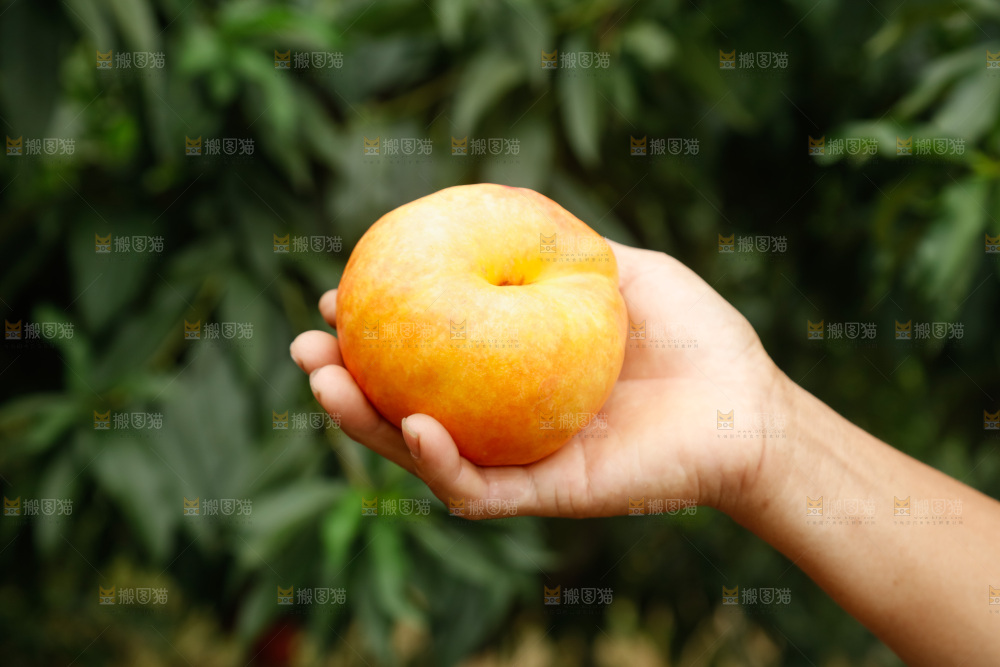 手里拿着黄油蟠桃