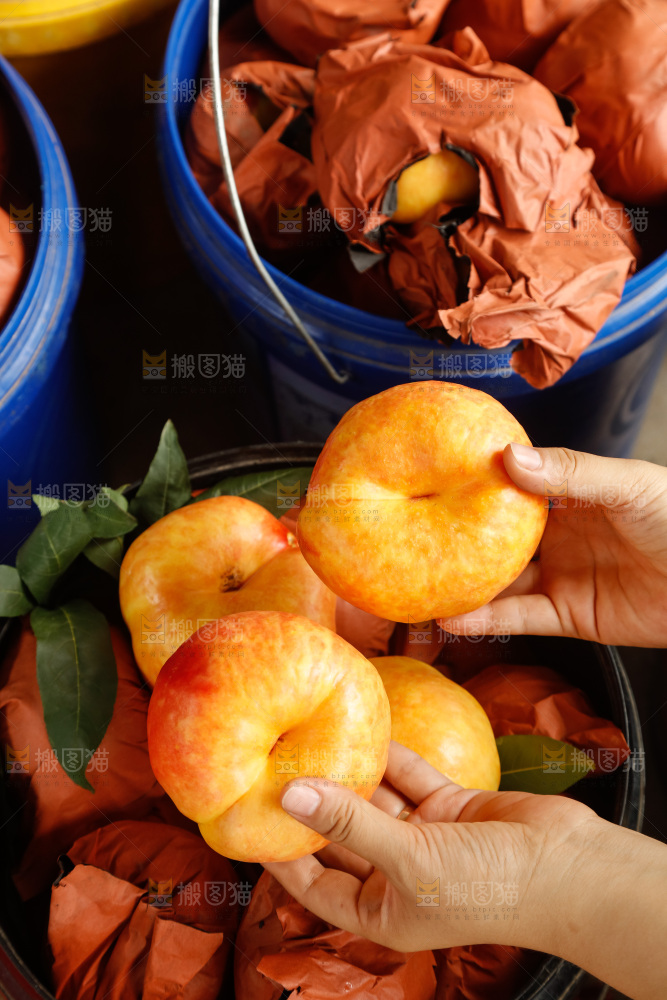 手里拿着黄油蟠桃