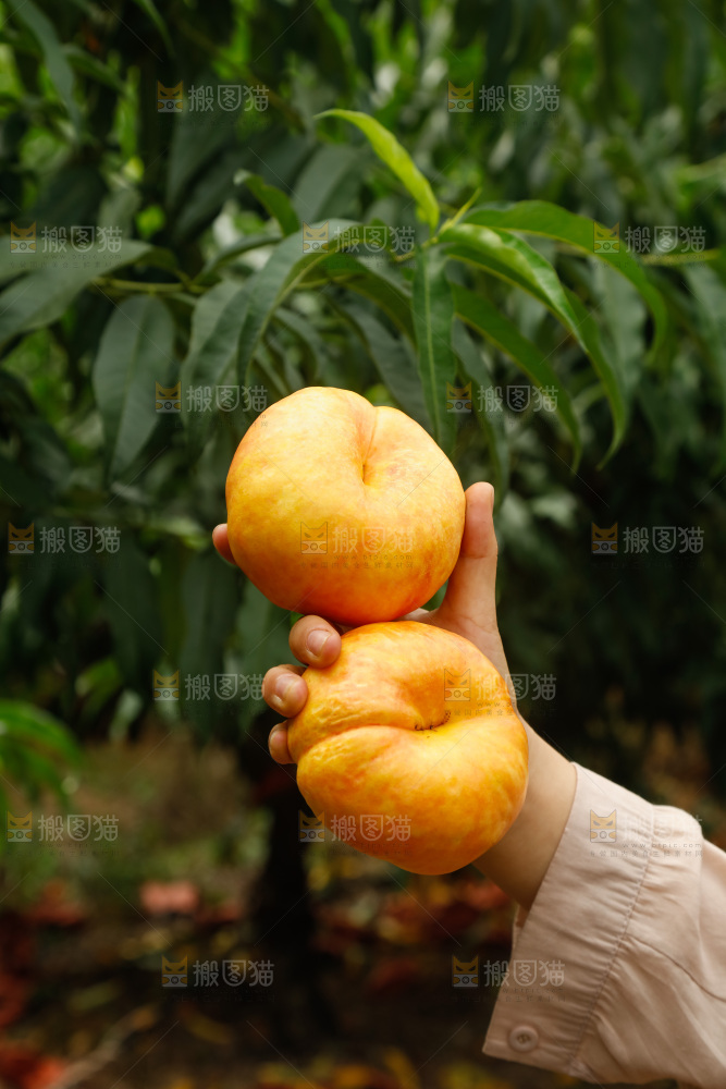 手里拿着黄油蟠桃