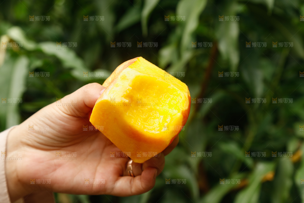 手里拿着黄油蟠桃