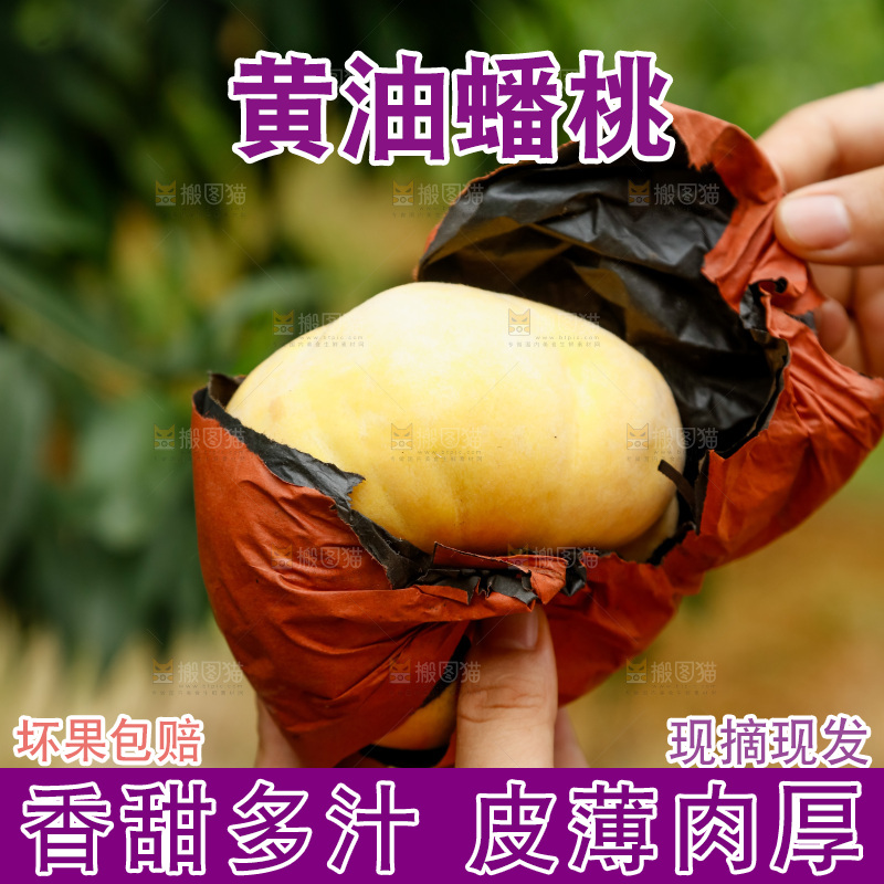 堆放着的黄蟠桃