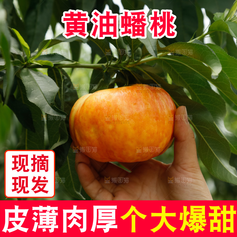 手里拿着黄油蟠桃