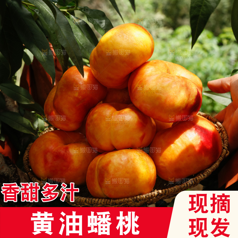 手里拿着黄油蟠桃