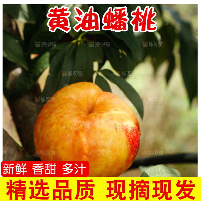 手里拿着黄油蟠桃
