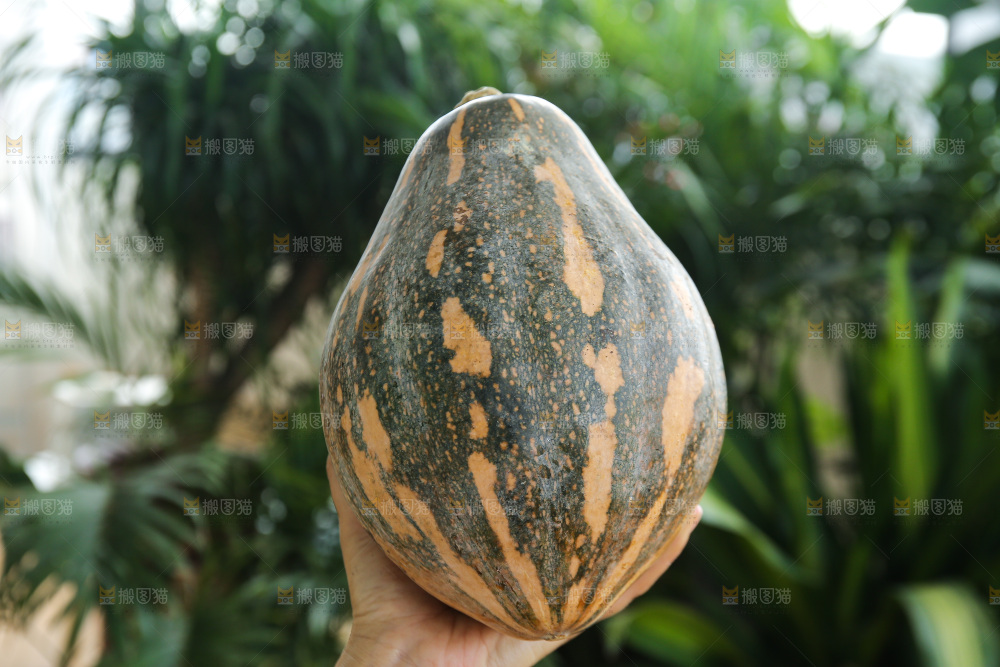 手里拿着香芋南瓜
