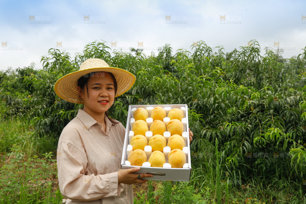 手里拿着奉贤锦绣黄桃