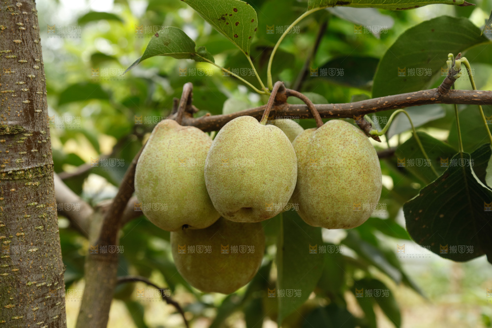 树上的青皮梨