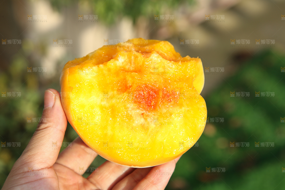 手里拿着锦绣黄桃