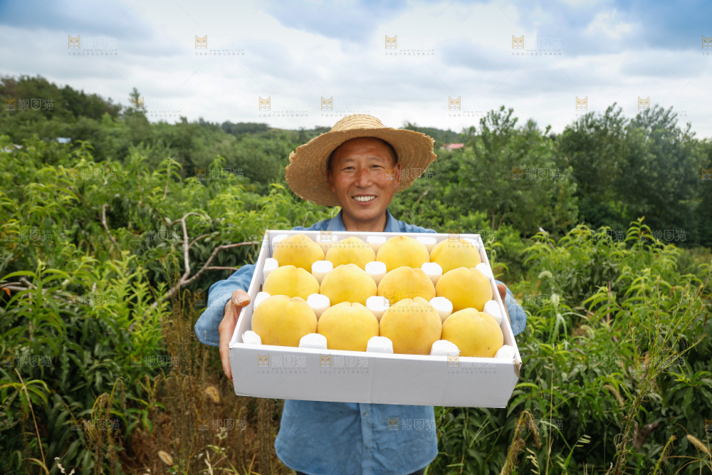 手里拿着奉贤锦绣黄桃