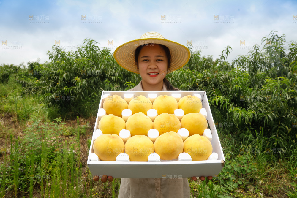手里拿着奉贤锦绣黄桃