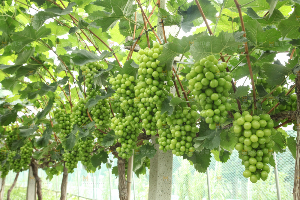 葡萄架上的新鲜葡萄