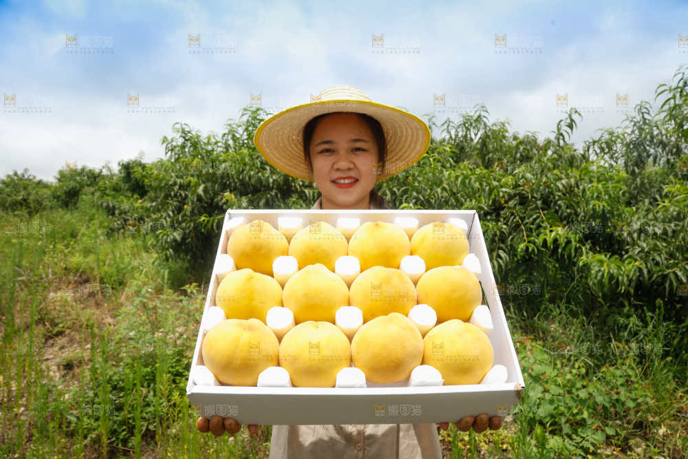 手里拿着奉贤锦绣黄桃