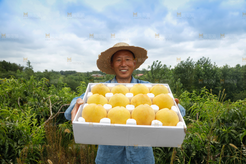 手里拿着奉贤锦绣黄桃