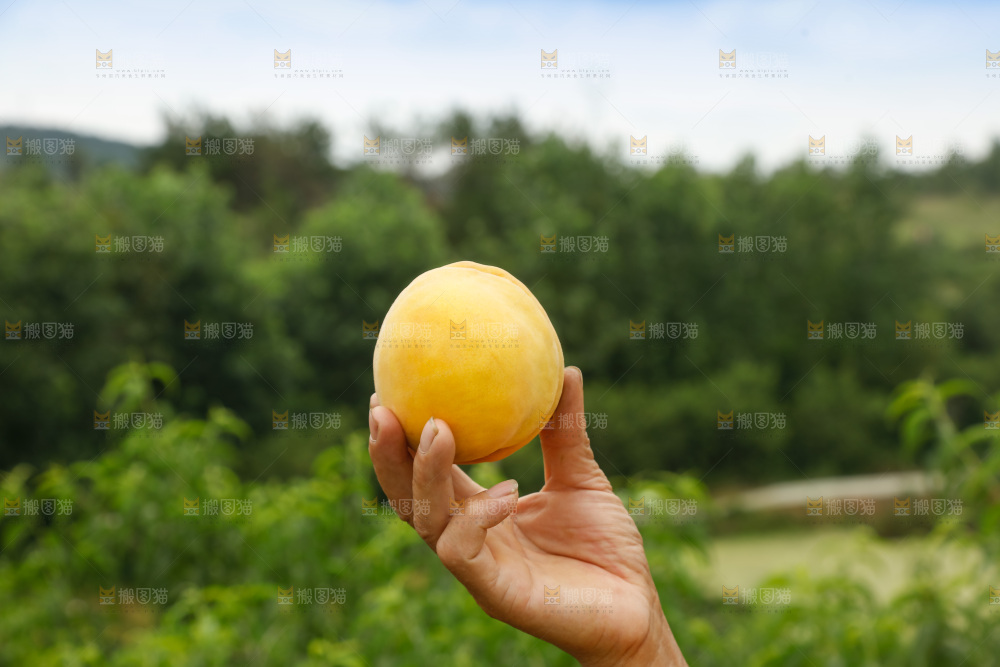 手里拿着奉贤锦绣黄桃