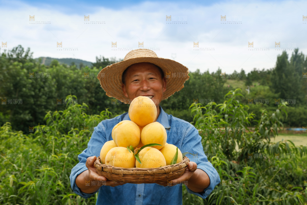 手里拿着奉贤锦绣黄桃