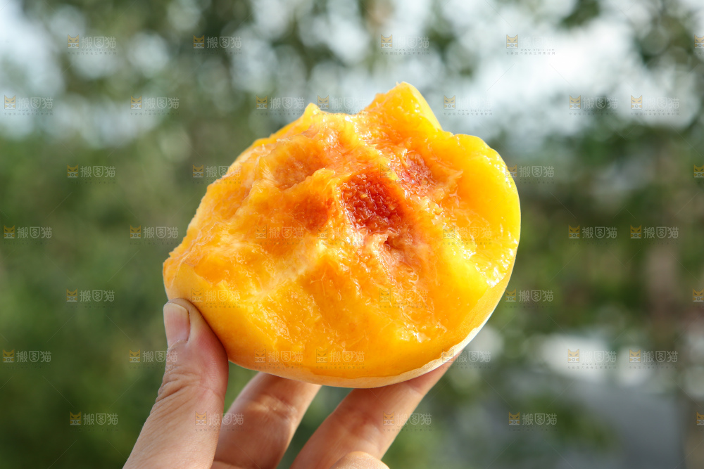 手里拿着锦绣黄桃