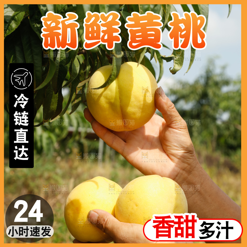 手里拿着奉贤锦绣黄桃