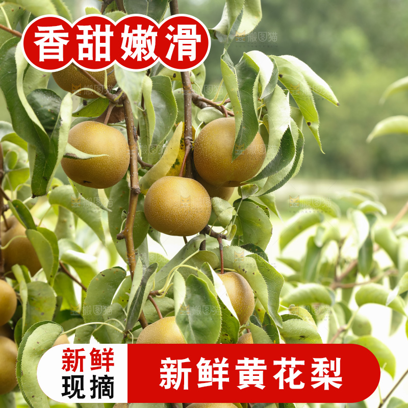 树上的黄花梨