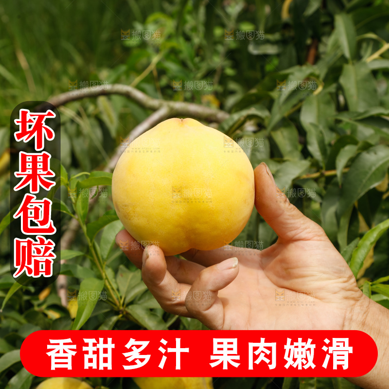 手里拿着奉贤锦绣黄桃