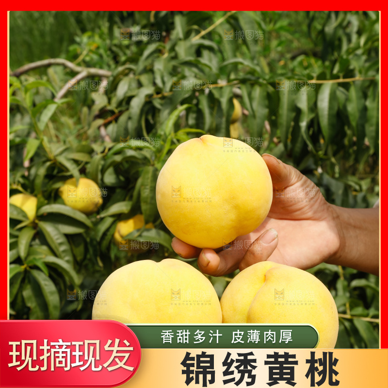 手里拿着奉贤锦绣黄桃