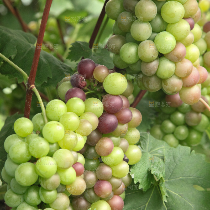 葡萄架上的新鲜葡萄