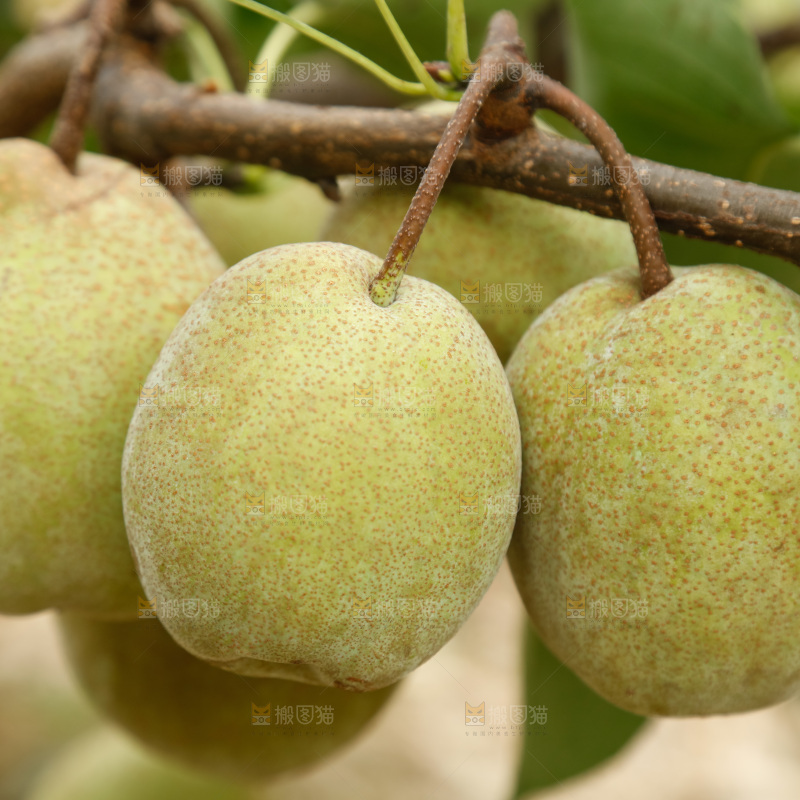 树上的青皮梨