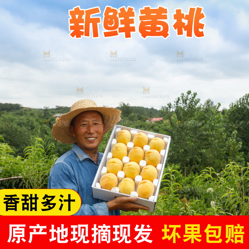 手里拿着奉贤锦绣黄桃