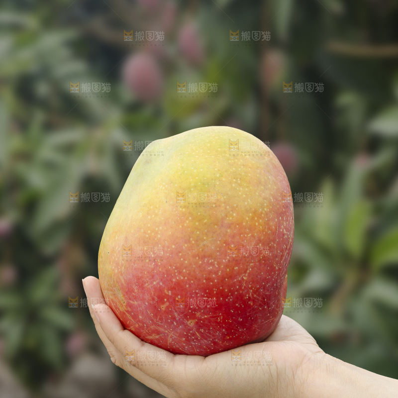 手里拿着彩虹芒