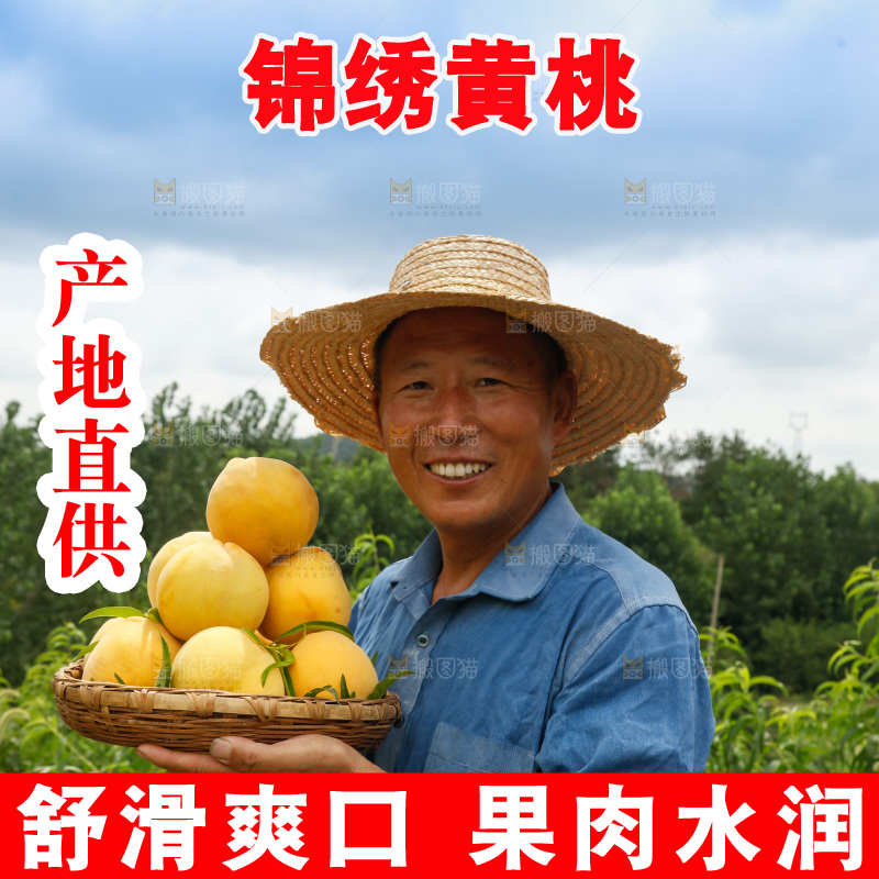 手里拿着奉贤锦绣黄桃