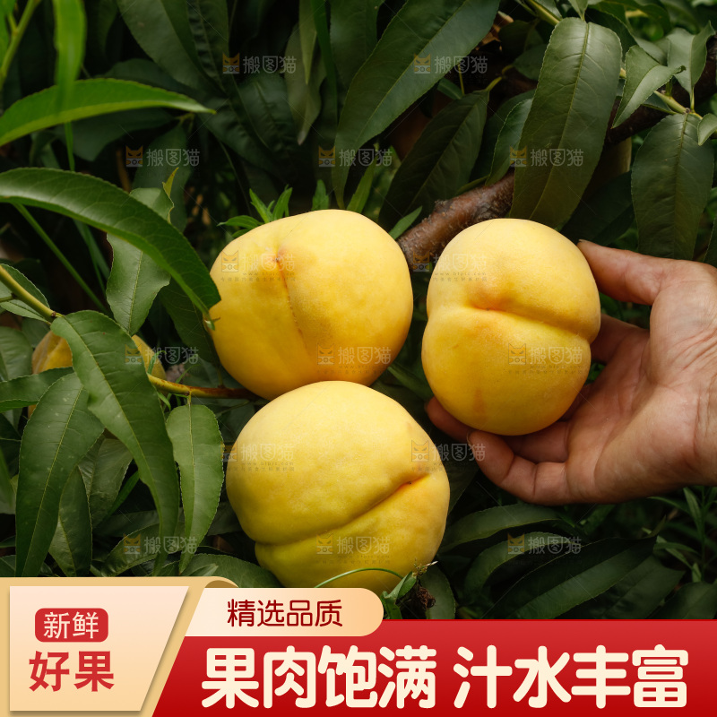 手里拿着奉贤锦绣黄桃