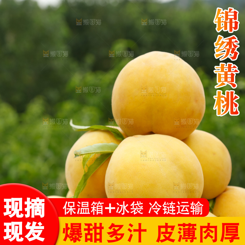 手里拿着奉贤锦绣黄桃
