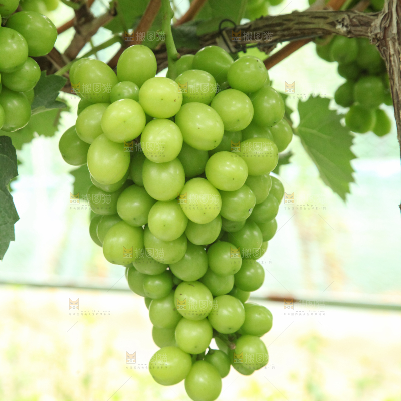 葡萄架上的新鲜葡萄