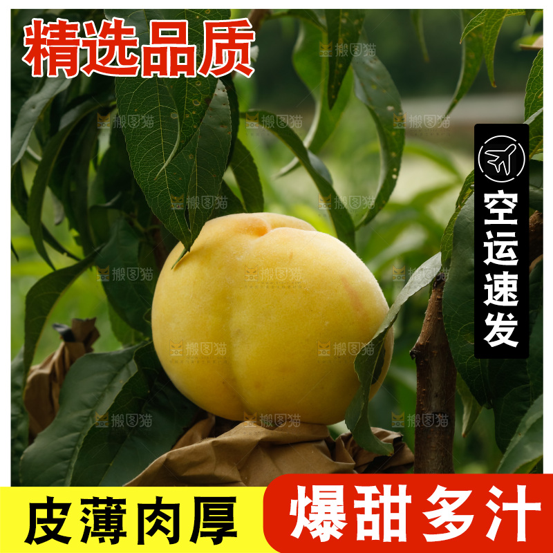 手里拿着奉贤锦绣黄桃