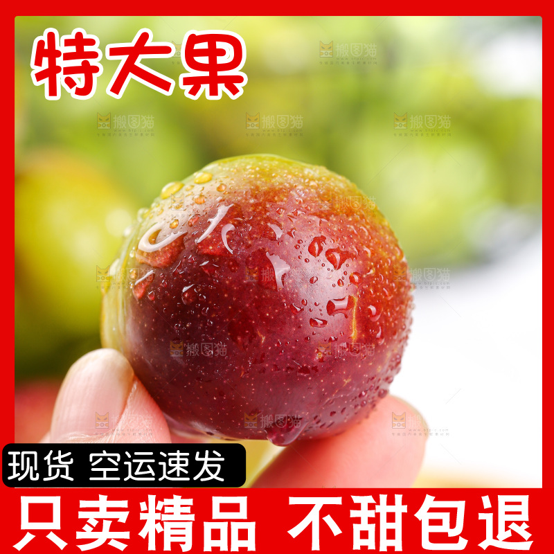 浅底上的茵红李