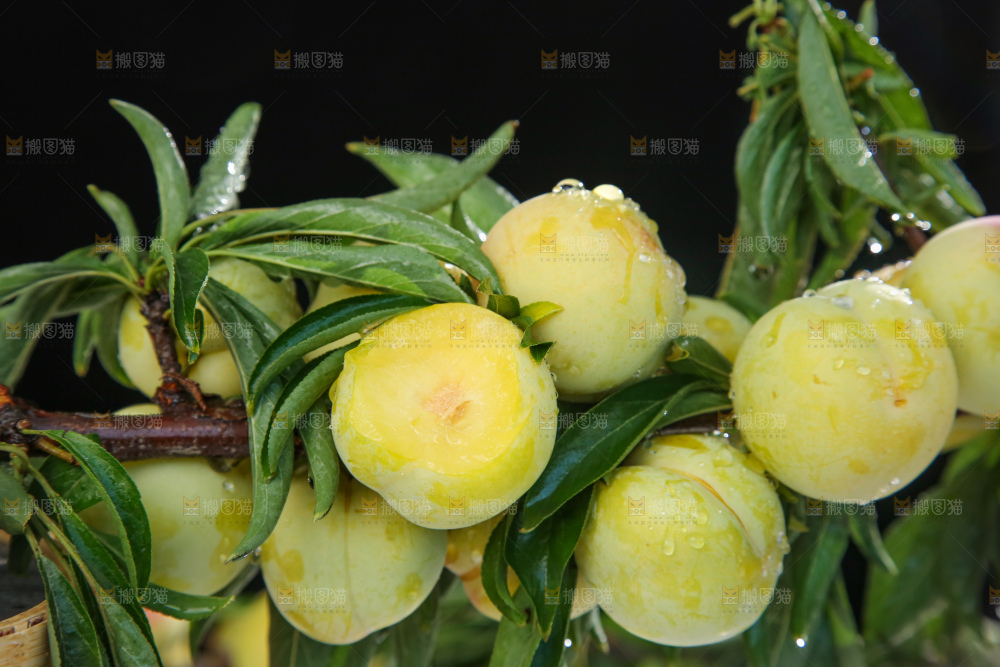 树枝上的新鲜李子