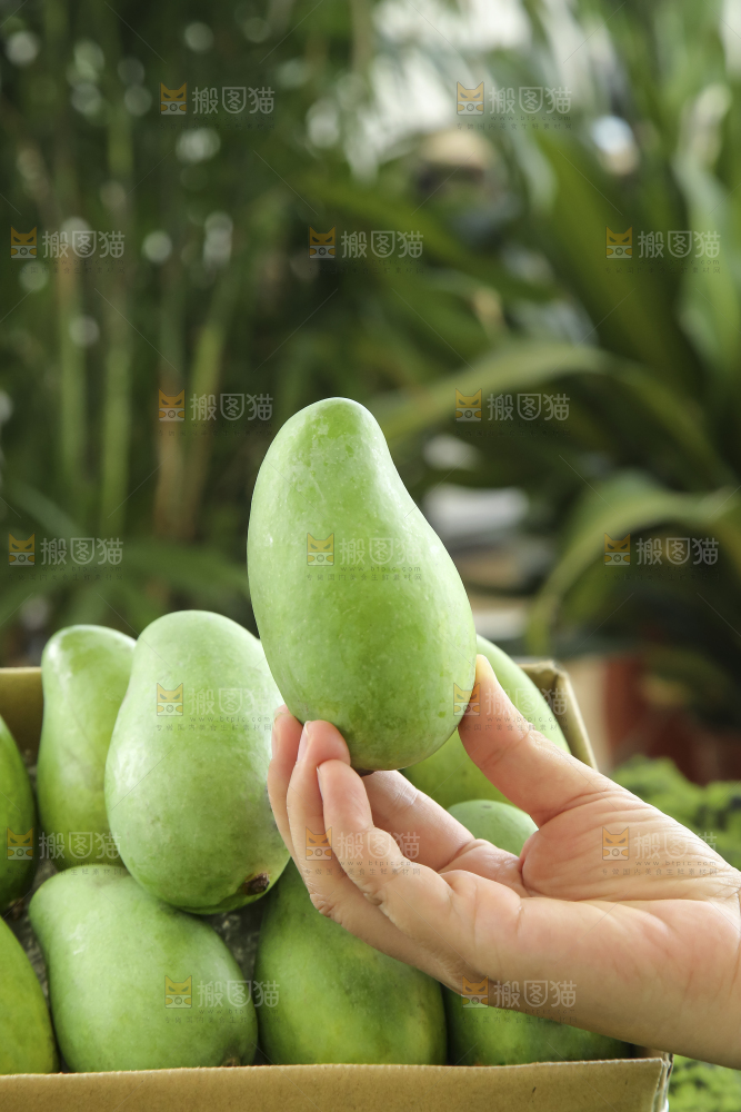 手里拿着象牙芒