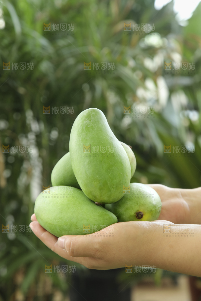 手里拿着象牙芒