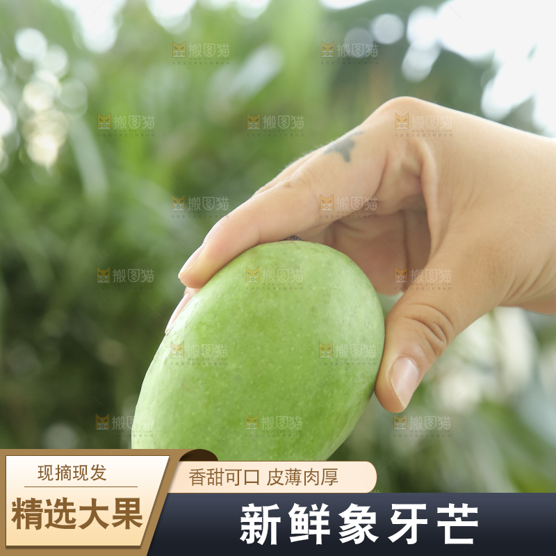 手里拿着象牙芒