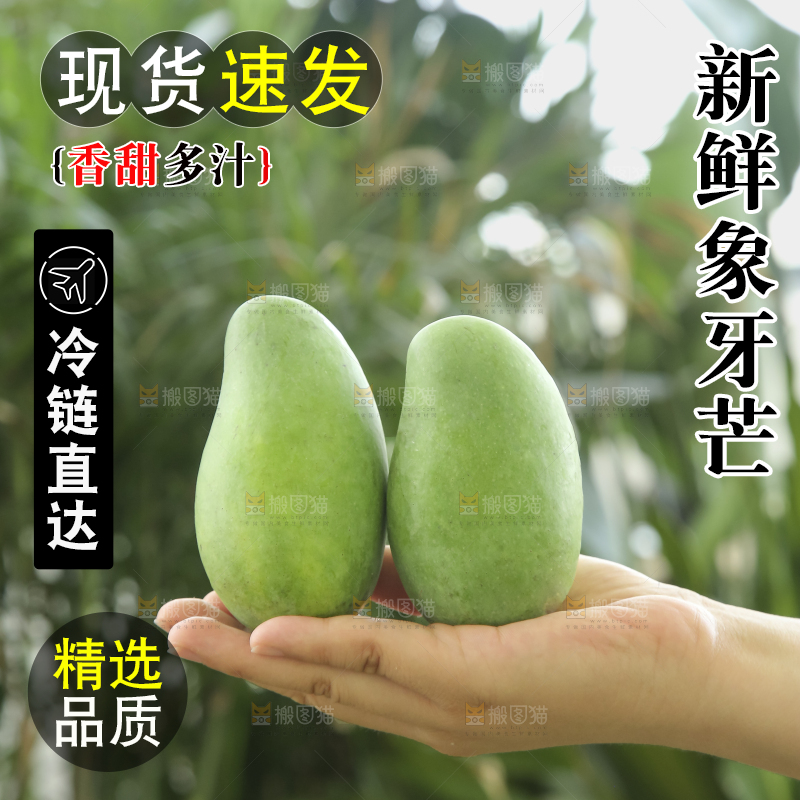 手里拿着象牙芒