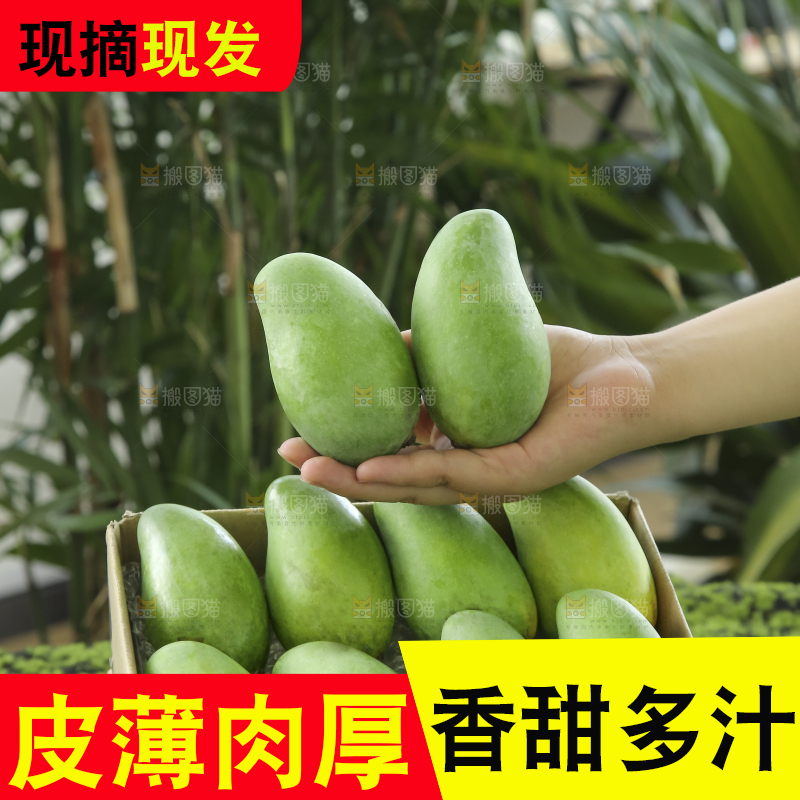 手里拿着象牙芒