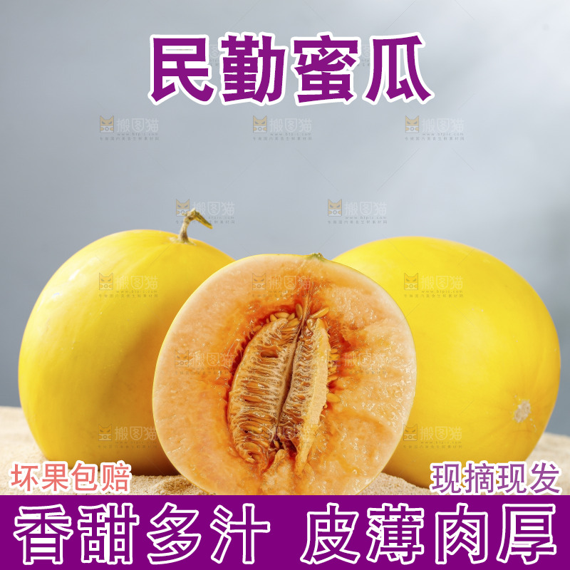 浅底上的民勤蜜瓜