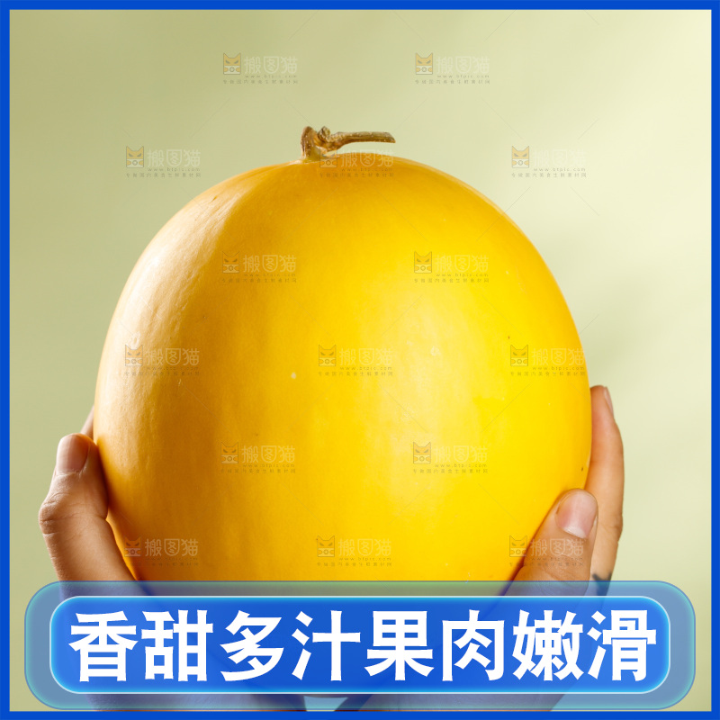 浅底上的民勤蜜瓜
