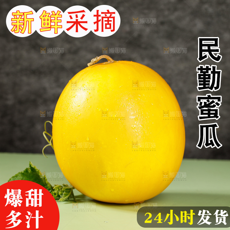 浅底上的民勤蜜瓜