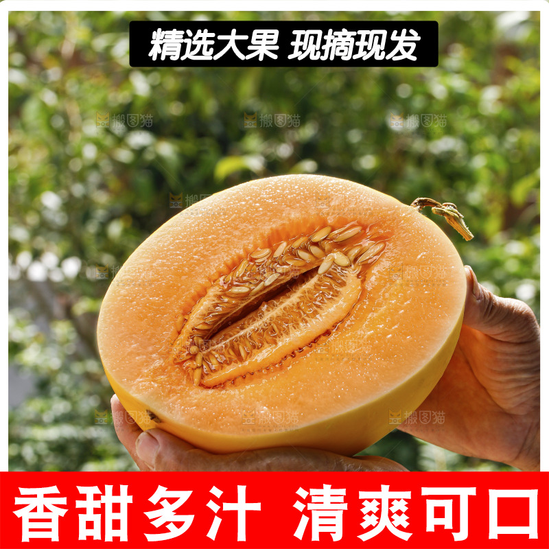 手里拿着黄河蜜瓜