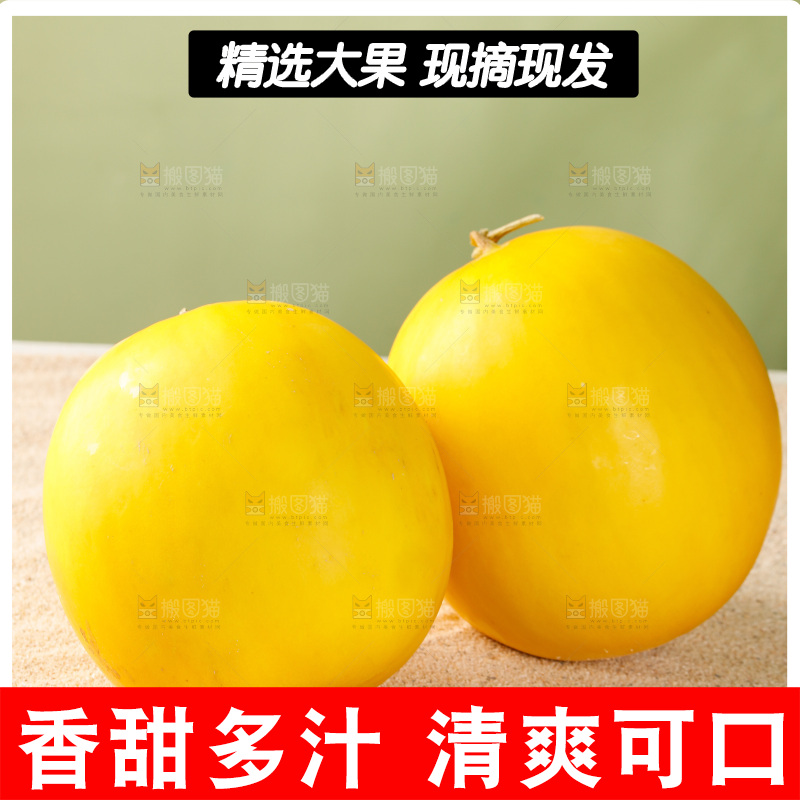浅底上的民勤蜜瓜