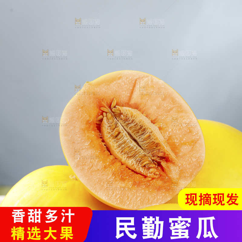 浅底上的民勤蜜瓜
