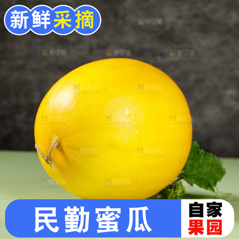 浅底上的民勤蜜瓜