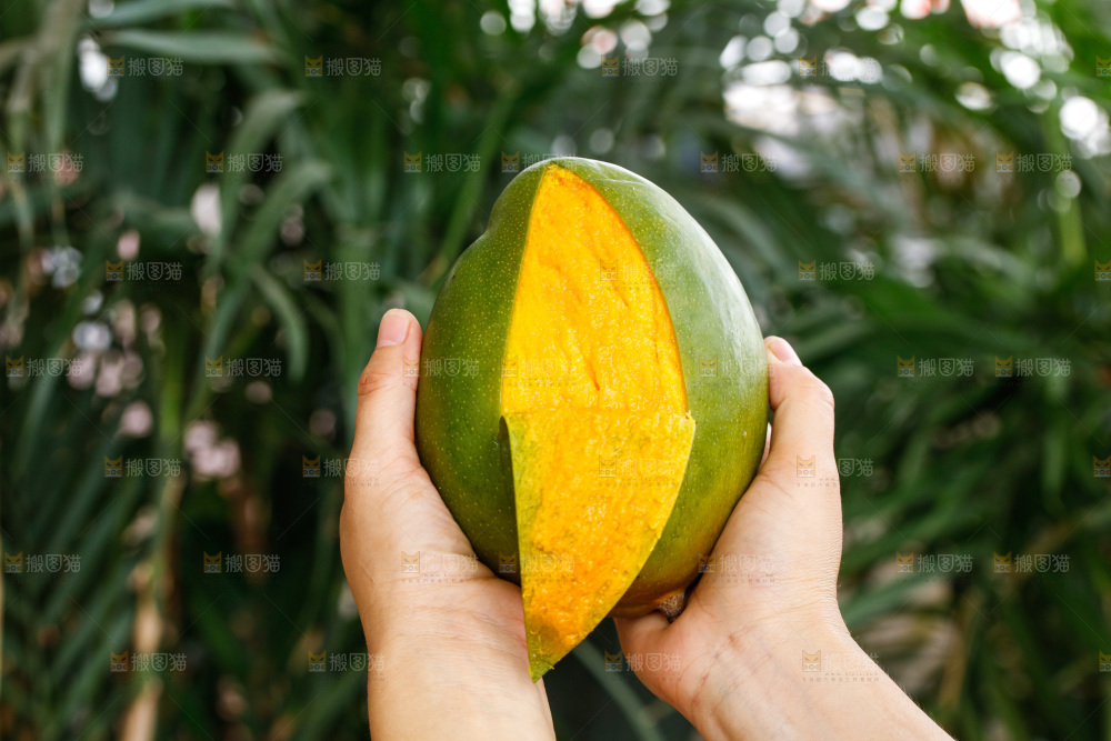 手里拿着凯特芒