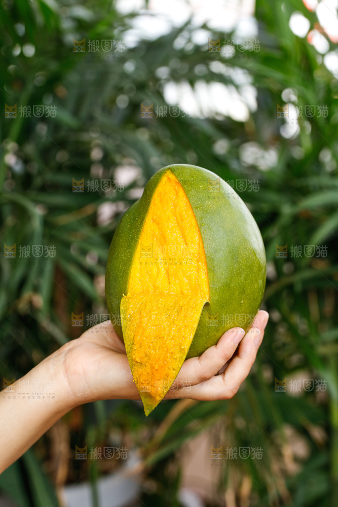 手里拿着凯特芒