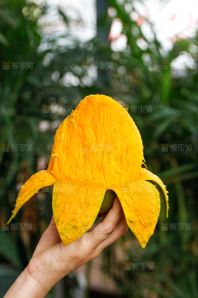 手里拿着凯特芒